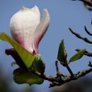 cvetoča magnolija
