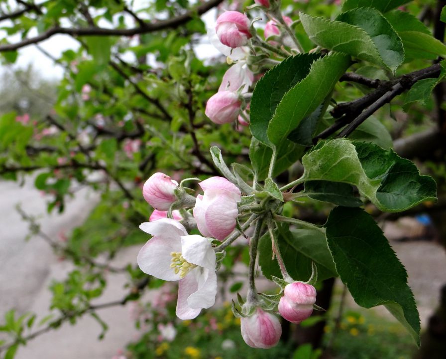 cvet jablane...