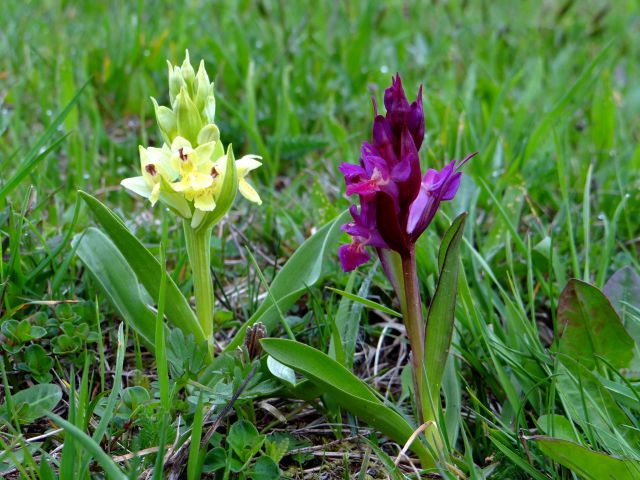 Kukavice (orhideje)-bezgova prstasta kukavica