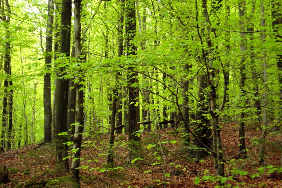 v gozdu pa neverjetna svežina zelene barve...