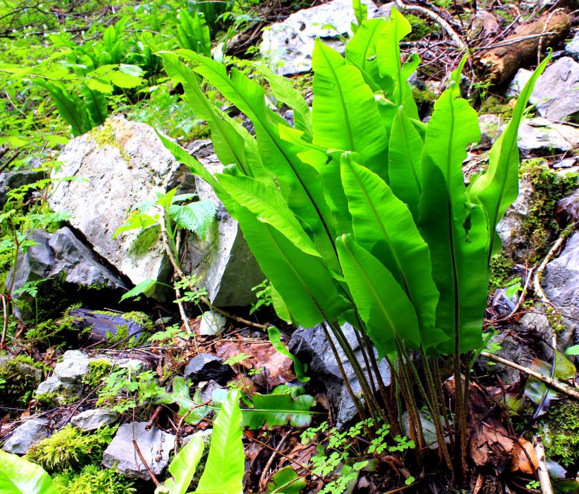 Izvir Gerovčice-17.5.2014 - foto povečava