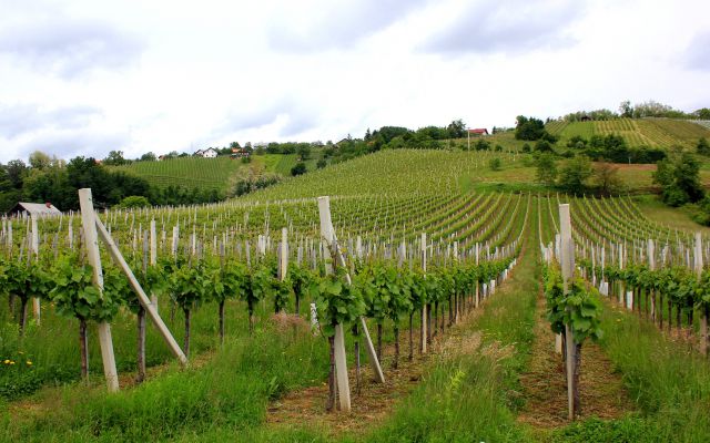 Med vinogradi po zgornjedolenski vinski cesti