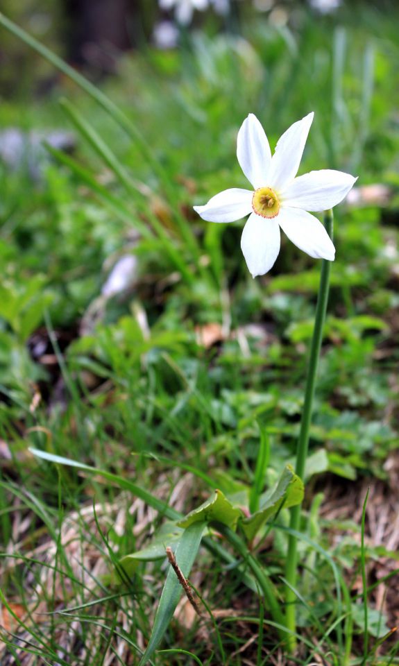 Belska planina – 24.5.2014 - foto povečava