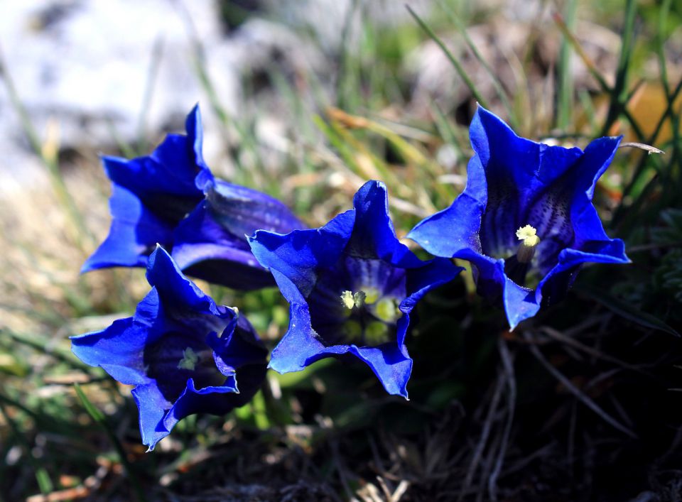 Belska planina – 24.5.2014 - foto povečava