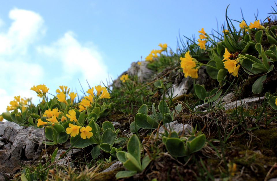 Belska planina – 24.5.2014 - foto povečava