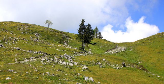 Velika planina-6.6.2014 - foto