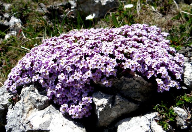 Pirinejski kamnokras - čudovit okras kamenju