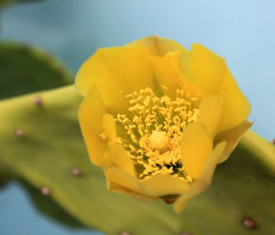 Cvet kaktusa