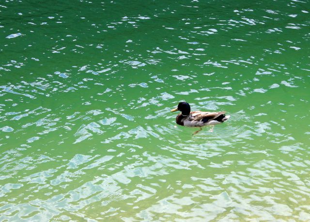 Racman na rabeljskem jezeru