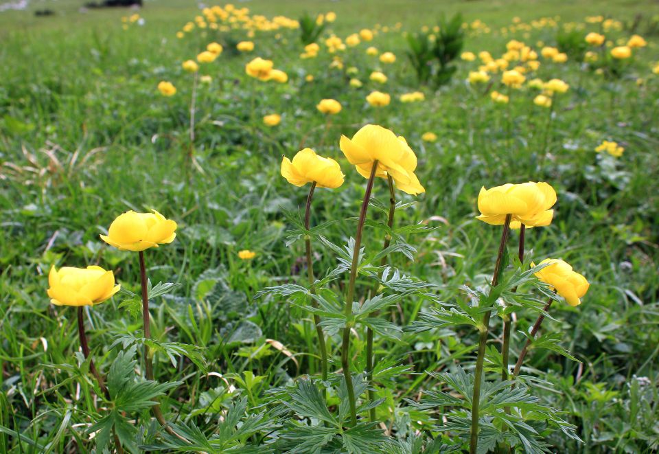 Planina Razor-Globoko-28.6.2014 - foto povečava