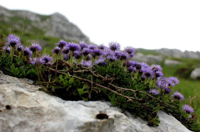 Planina Razor-Globoko-28.6.2014 - foto