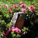 dlakavi sleč (rododendron)