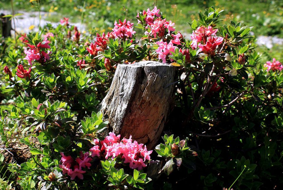 dlakavi sleč (rododendron)