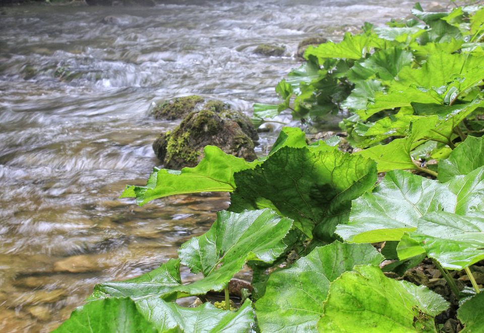 Mirtoviški potok, Modri poh-12.7.2014 - foto povečava