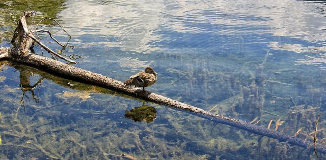 Bohinj, Bled-18.7.2014 - foto