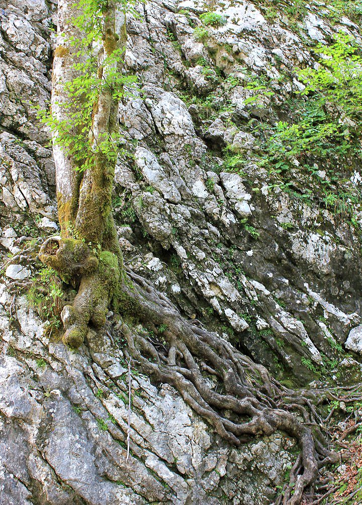 drevo, ki raste iz skale, pod skalco