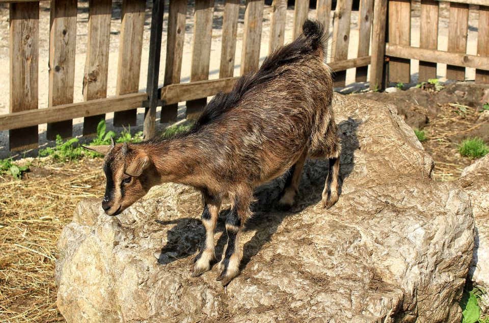 pod skalco imajo v veselje otrok hlevček s kozicami