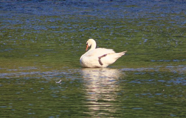 Labod in njegov perešček na vodi