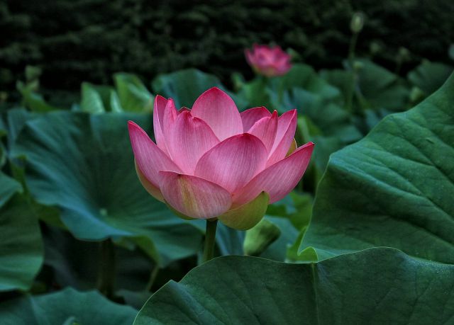 Neverjetni cvetovi indijskega lotosa ...