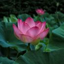neverjetni cvetovi indijskega lotosa ...