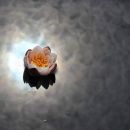 lokvanjev cvet na odsevu sonca
