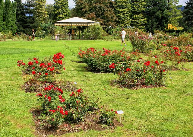 Rosarium (rožni vrt): skromen zaradi slabega vremena