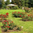 rosarium (rožni vrt): skromen zaradi slabega vremena