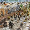 razstava kaktusov