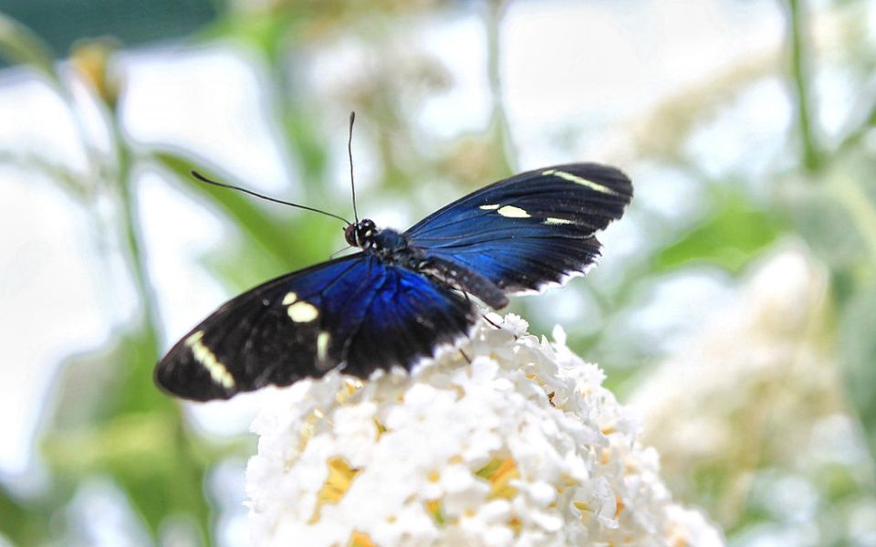 Arboretum Volčji potok-5.8.2014 - foto povečava