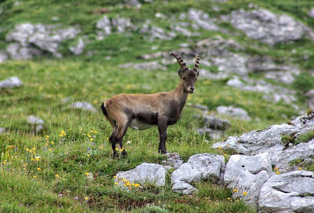 Planina Pecol-11.8.2014 - foto