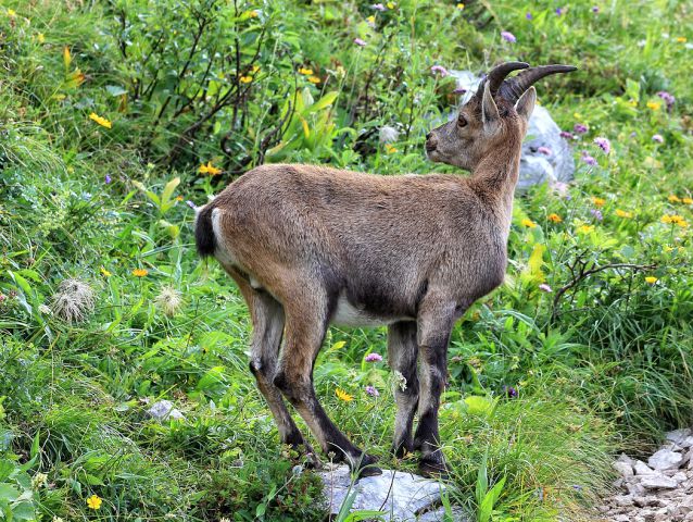 Planina Pecol-11.8.2014 - foto