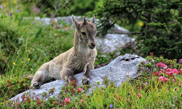 Planina Pecol-11.8.2014 - foto