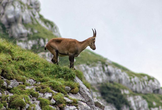 Planina Pecol-11.8.2014 - foto