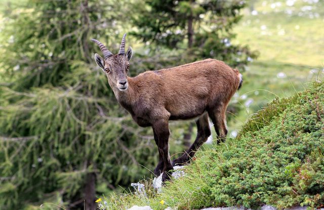 Planina Pecol-11.8.2014 - foto