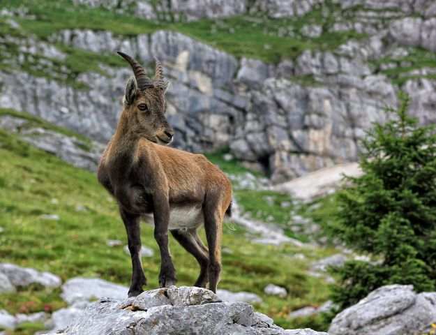 Planina Pecol-11.8.2014 - foto