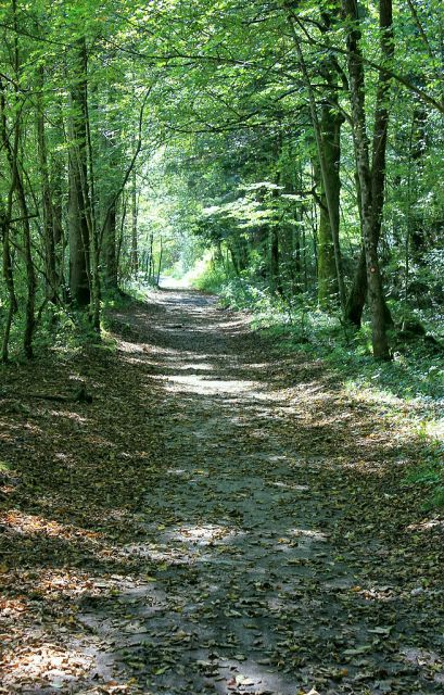 Senčna steza ob Iški navzgor od Doma v Iškem vintgarju