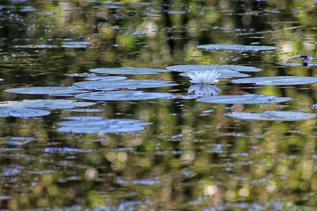 En samcat cvet belega lokvanja na srednjem ribniku