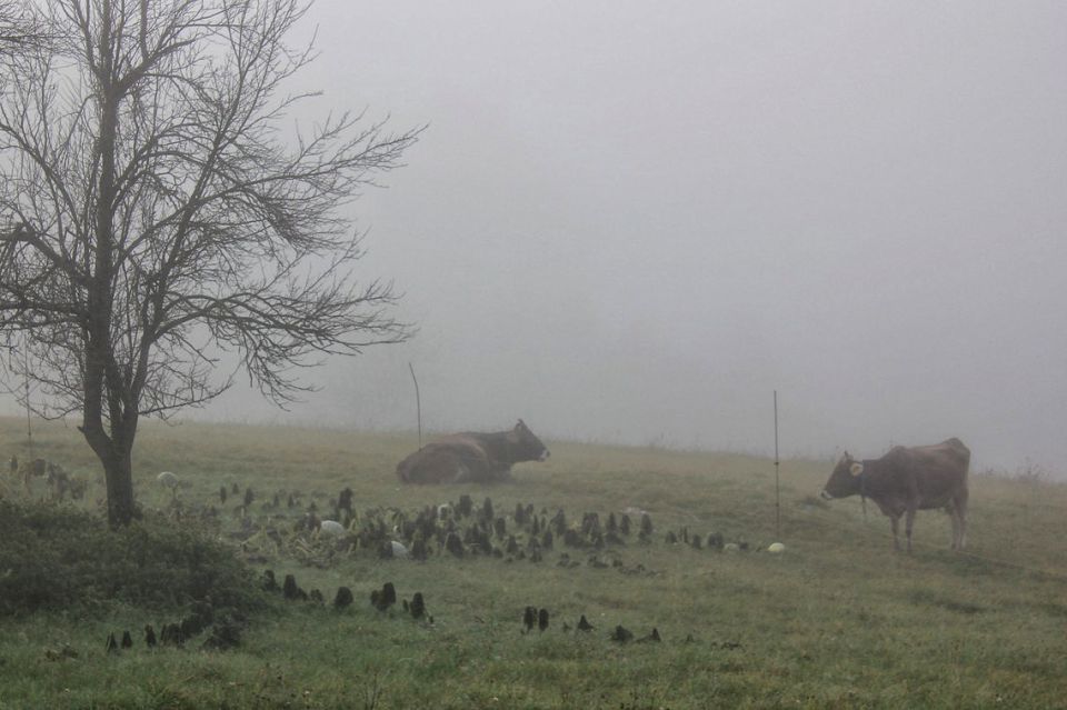 Mehovski hrib – 2.11.2014 - foto povečava