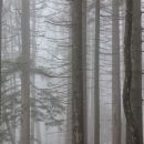 megleni gozdni razgledi na pobočju slivnice...