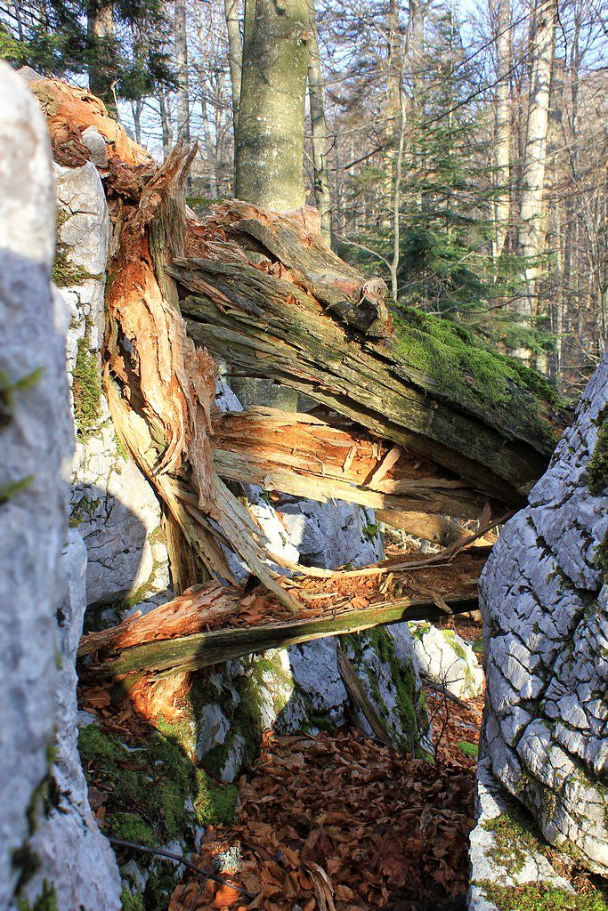 Borovška gora – 25.12.2014 - foto povečava