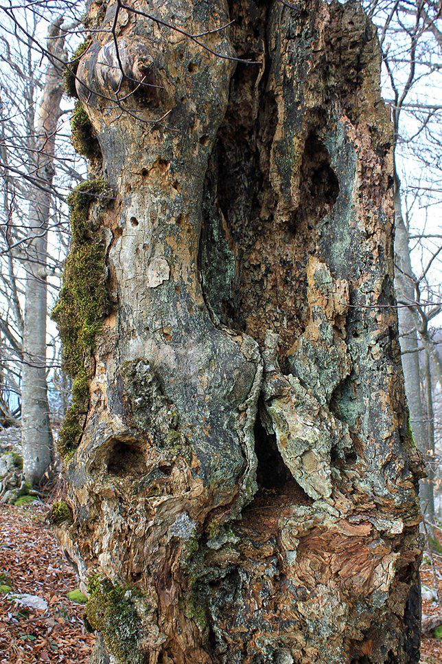 Borovška gora – 25.12.2014 - foto povečava