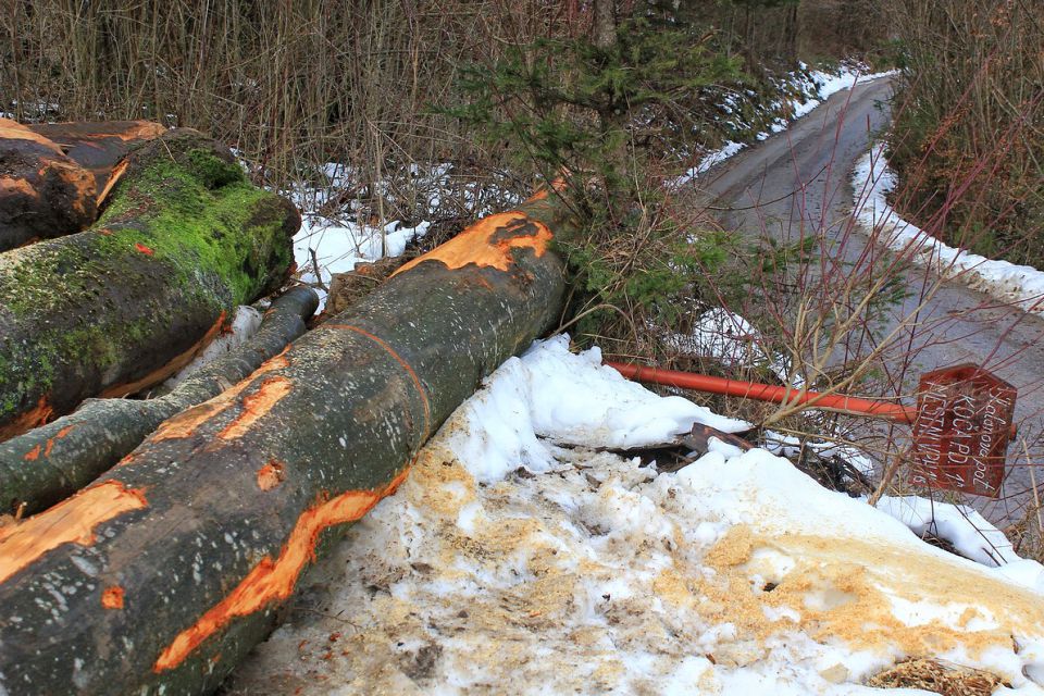 steza je zaradi vleke lesa uničena do prvega prečkanja gozdne ceste