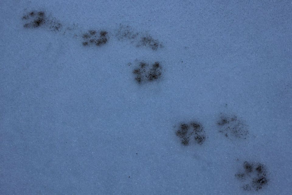 nekdo si ni očistil šapic