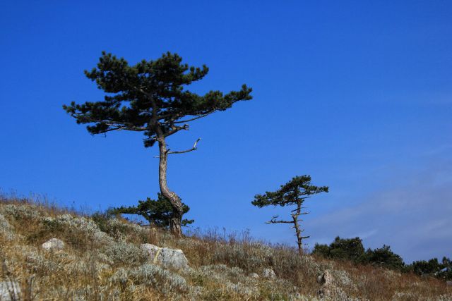 Borovci so prava paša za oči