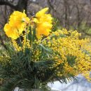 narcise in mimoze