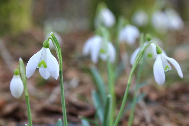 Rinža, Rozenbrun - 15.3.2015 - foto