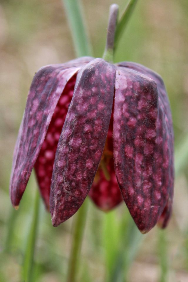 Logarica ali močvirski tulipan - foto povečava