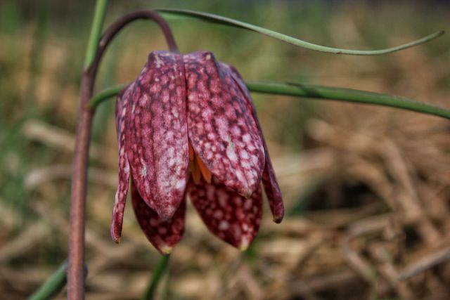 Logarica ali močvirski tulipan - foto