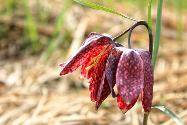 Logarica ali močvirski tulipan - foto