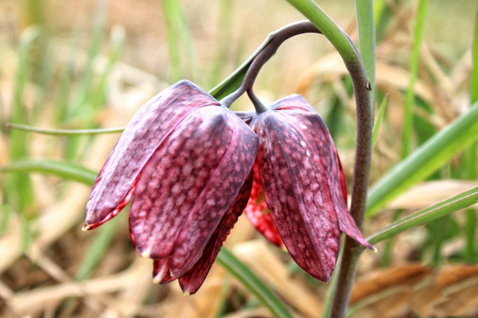 Logarica ali močvirski tulipan - foto povečava